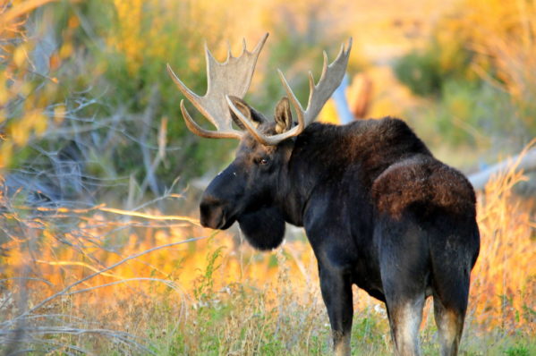 Image of a Shiras Moose bull