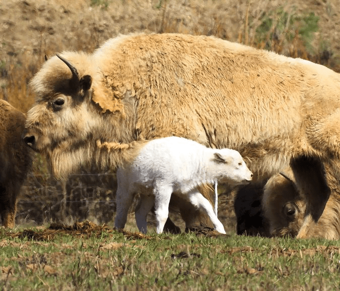 Image of Bison with baby bison